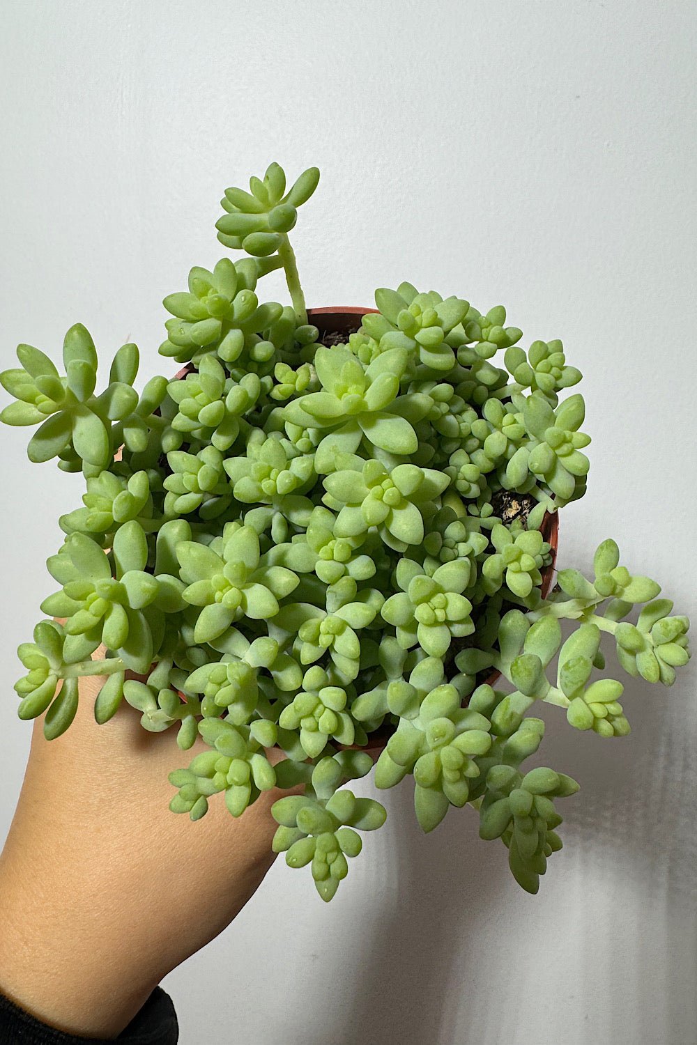 Sedum burrito - www.augi - plants.lv