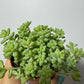 Sedum burrito - www.augi - plants.lv