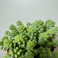 Sedum burrito - www.augi - plants.lv