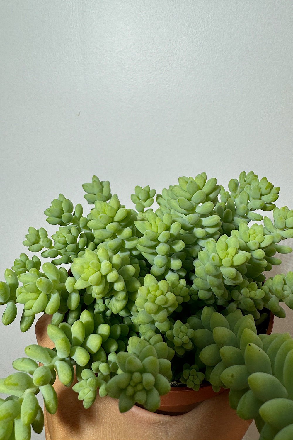 Sedum burrito - www.augi - plants.lv