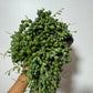 Senecio Herreianus - www.augi - plants.lv