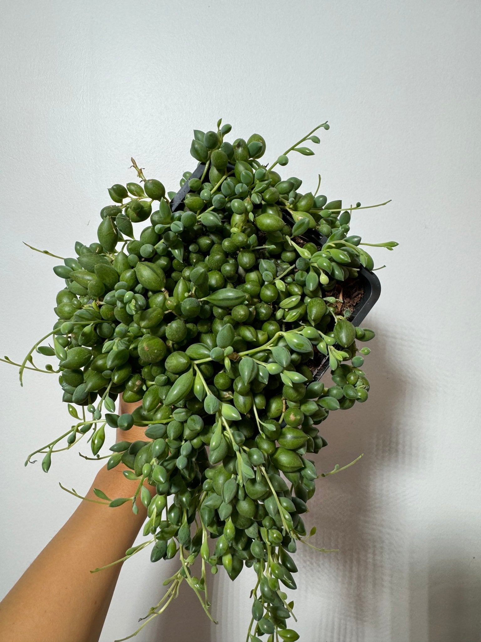 Senecio Herreianus - www.augi - plants.lv