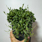 Senecio Herreianus - www.augi - plants.lv