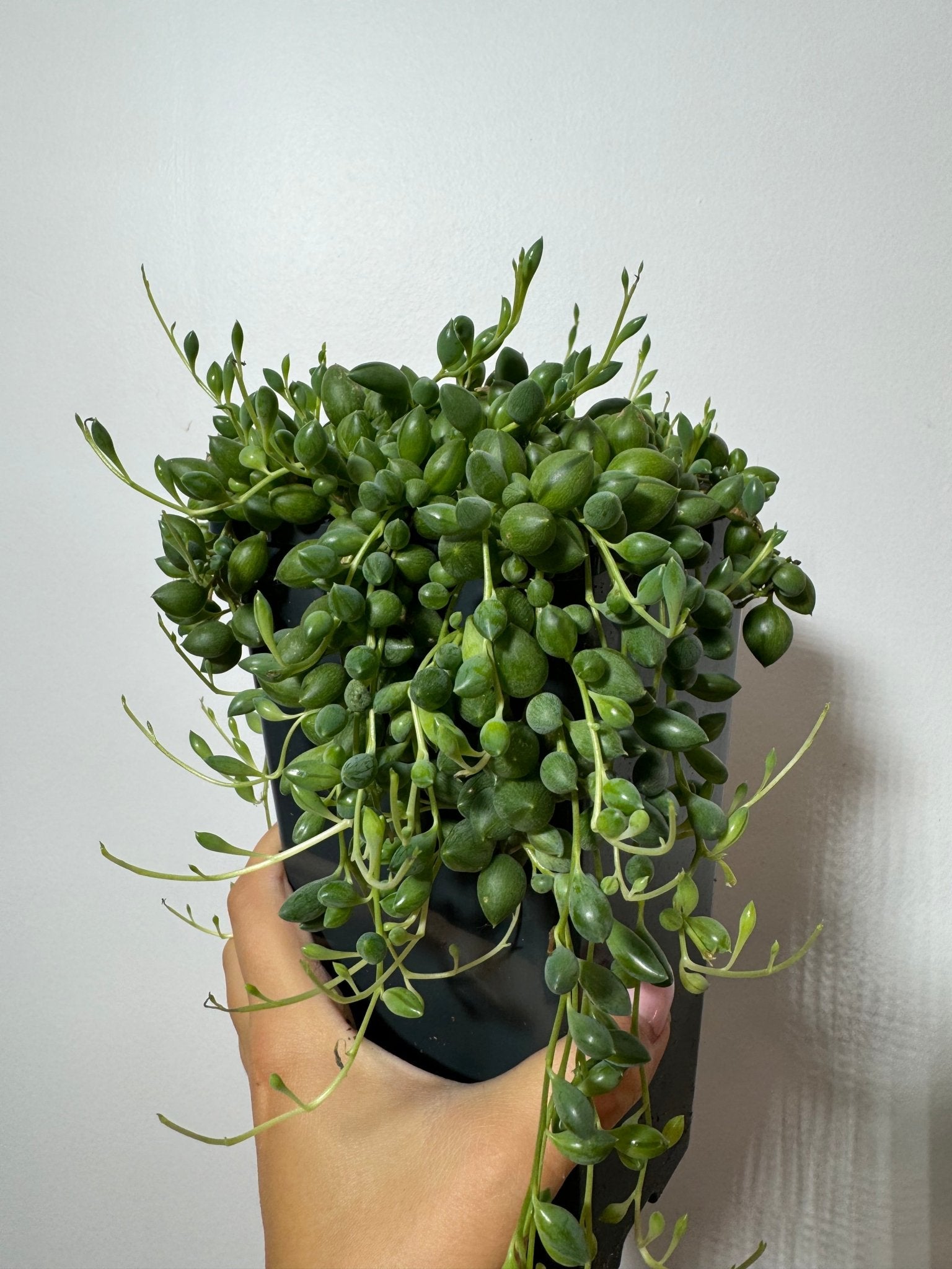 Senecio Herreianus - www.augi - plants.lv