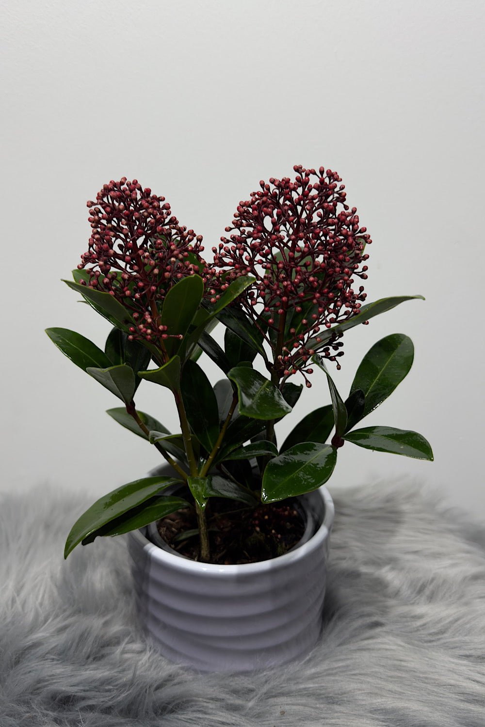 Skimmia Rubella - www.augi - plants.lv