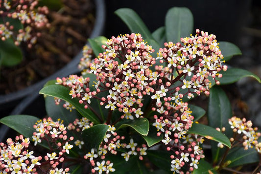 Skimmia Rubella - www.augi - plants.lv