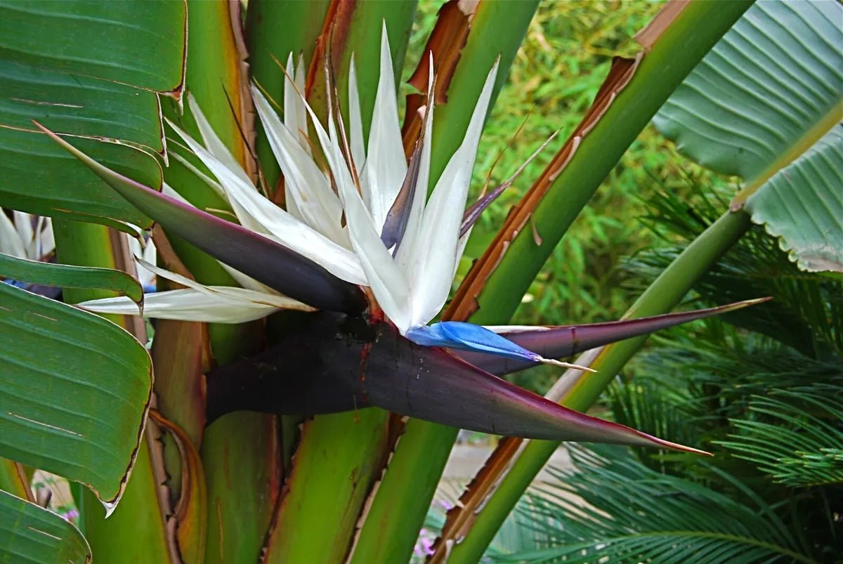 Strelitzia Nicolai - www.augi - plants.lv