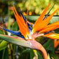 Strelitzia Reginae - www.augi - plants.lv