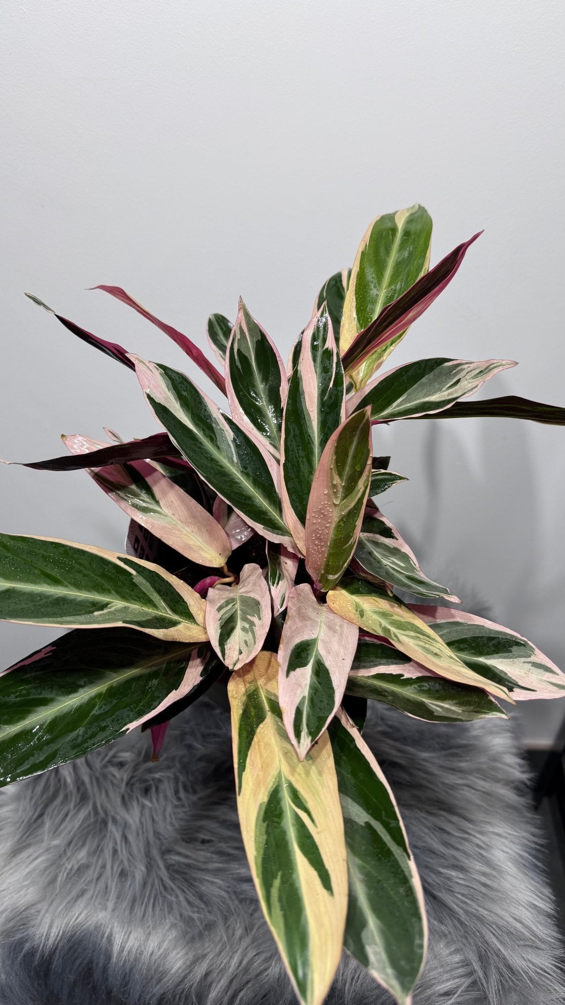 Stromanthe Triostar - www.augi - plants.lv