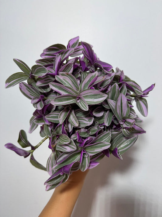 Tradescantia Sweetness - www.augi - plants.lv