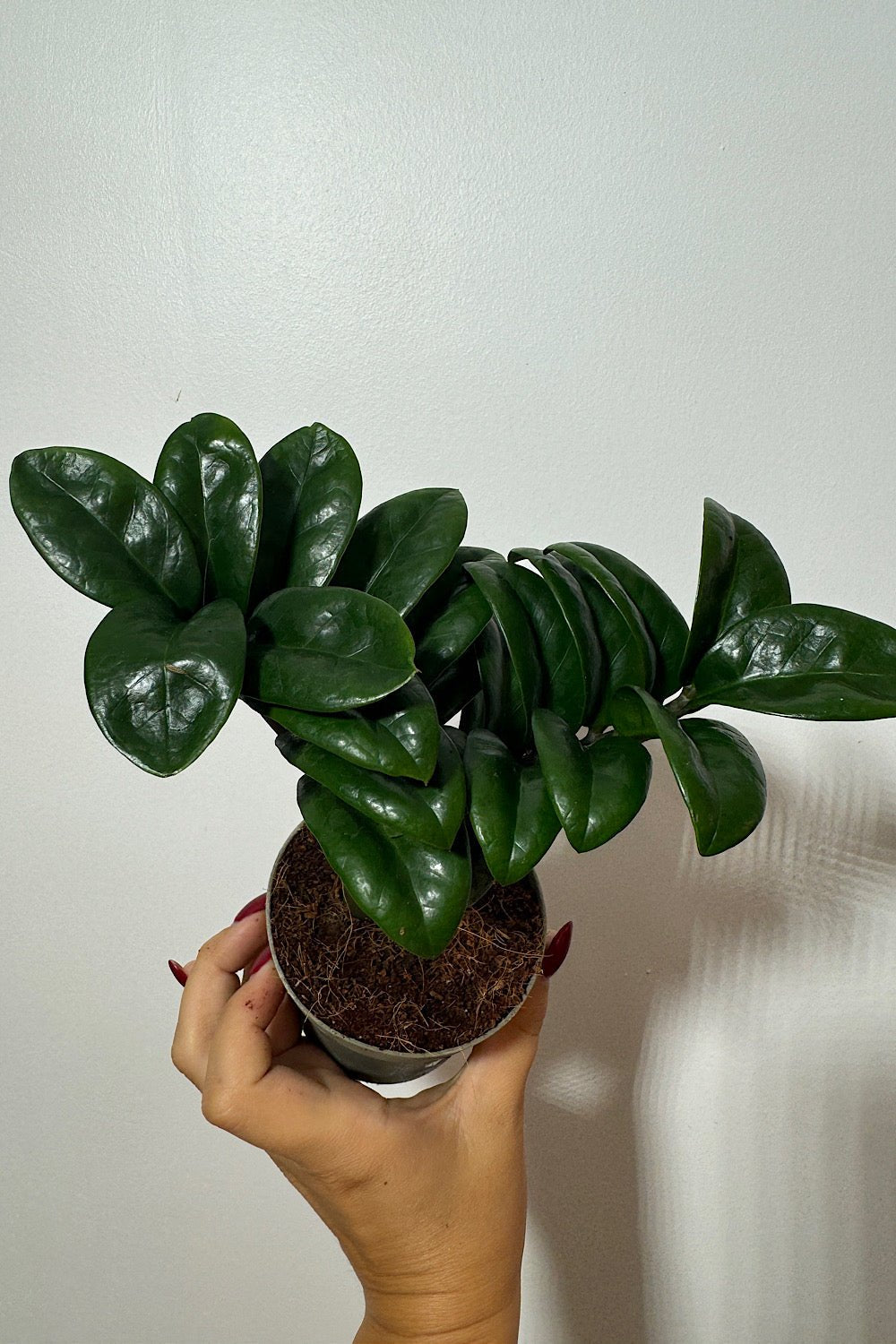 Zamioculcas Zenzi - www.augi - plants.lv