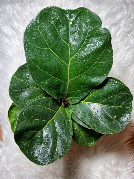 Ficus Lyrata - www.augi - plants.lv