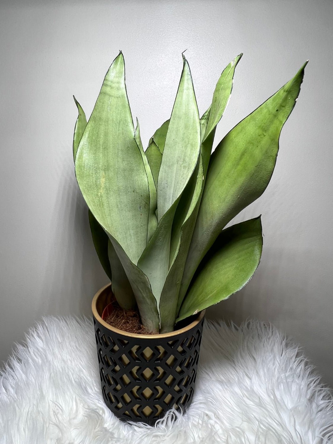 Sansevieria Moonshine - www.augi - plants.lv